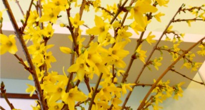 Forsythia înflorită în casă