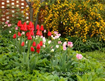 kerria and tulips