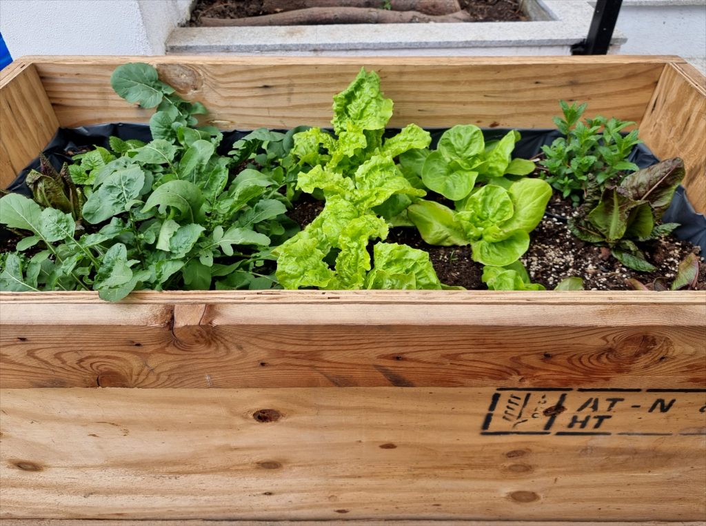 jardiniera cu salate