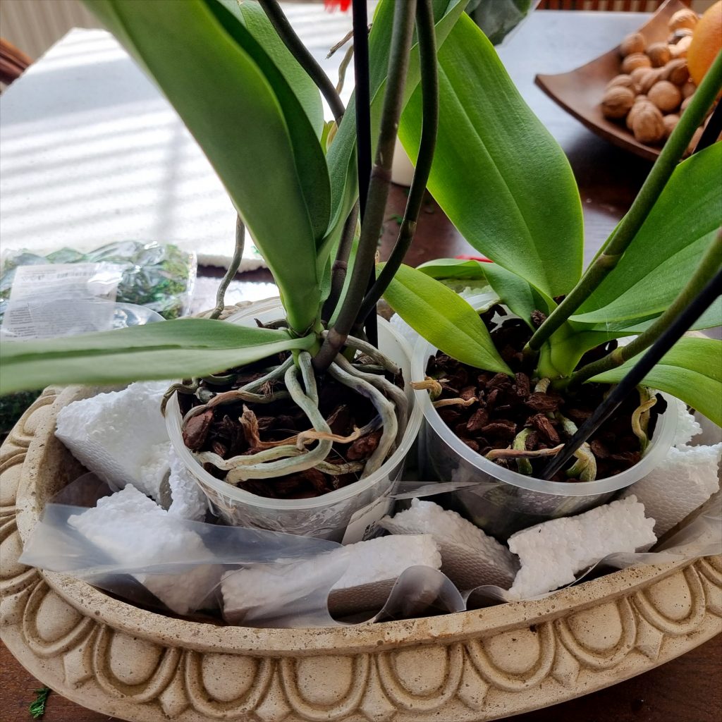 Fixarea ghivecelor de orhidee in vas oval