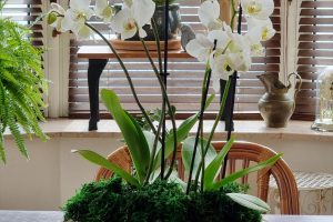 Aranjarea orhideelor în vase mari