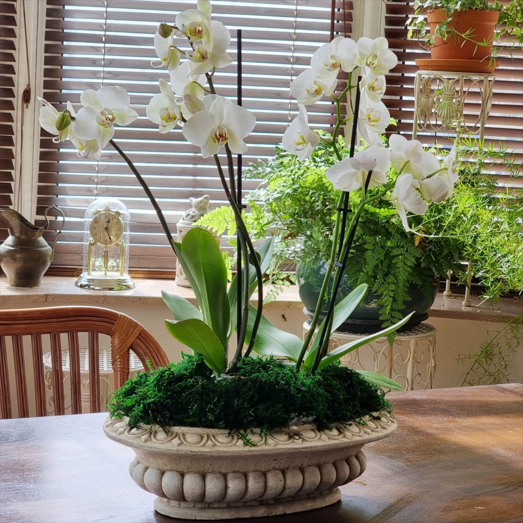Aranjarea orhideelor in vase mari